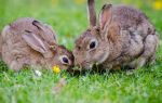Преимущества кролиководства